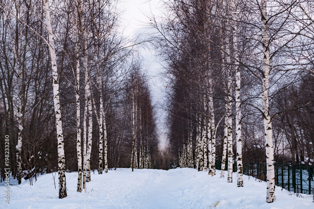 Rows of birches in the winter forest Rows of birches in the winter forest