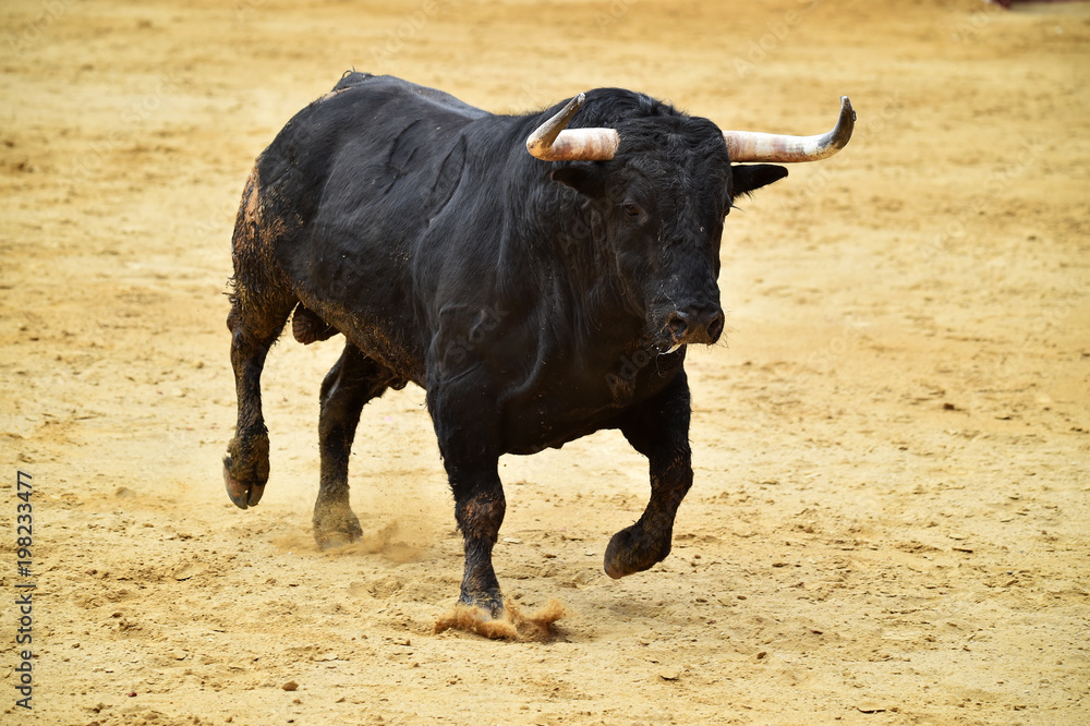 toro en españa toro en españa