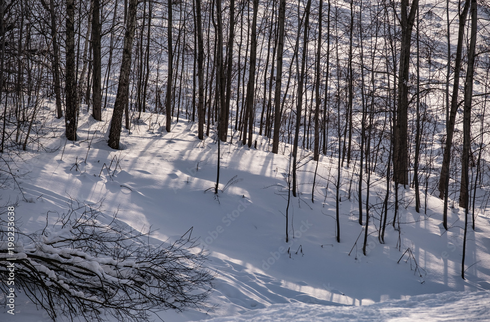 Fototapeta premium Trees in the winter forest in the snow
