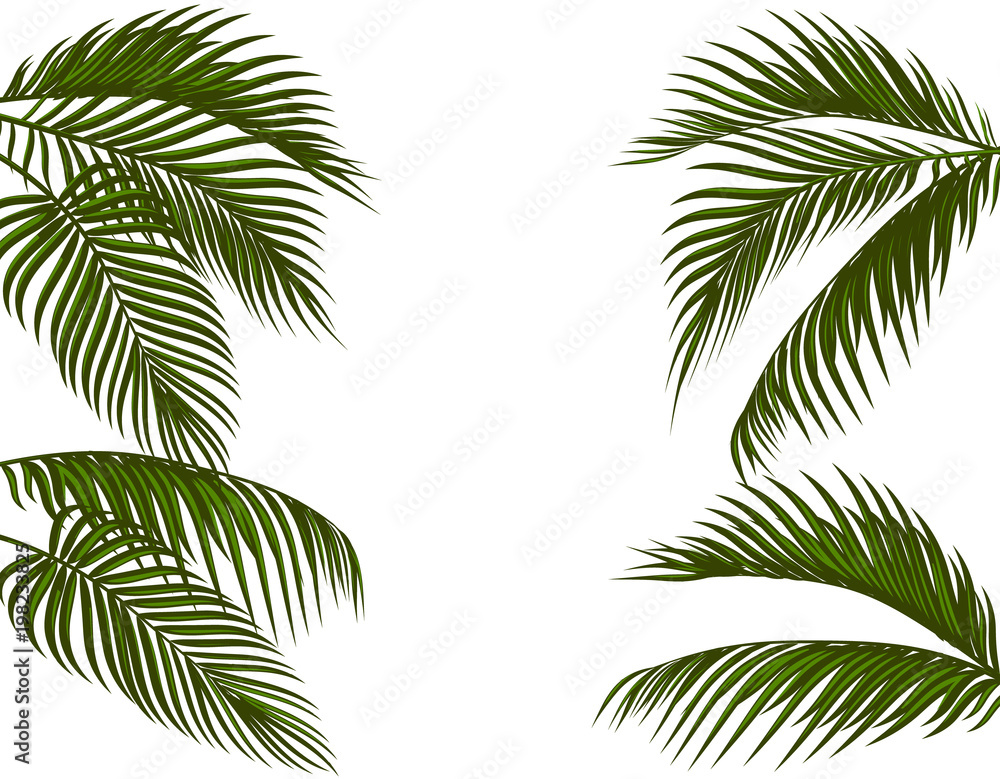 Naklejka premium Different in form tropical dark green palm leaves. Isolated on white background without a mesh and gradient. illustration