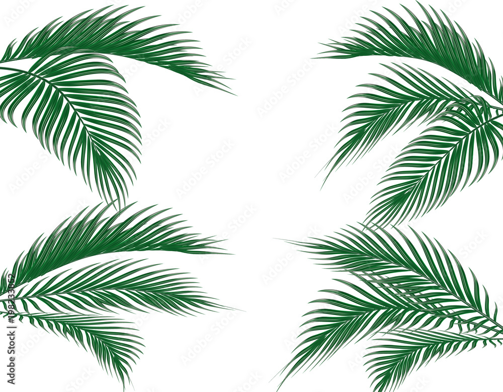 Different in form tropical dark green palm leaves on four sides. Set. Isolated on white background. illustration