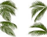 Different in form tropical dark green palm leaves. Isolated on white background without a mesh and gradient. illustration