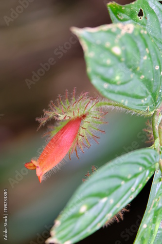 Red blossom of Costa Rica