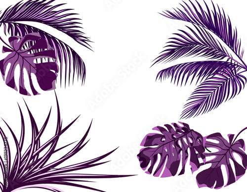 Ultra purple leaves of tropical palm trees. set. Monster  agave. Isolated on white background. illustration