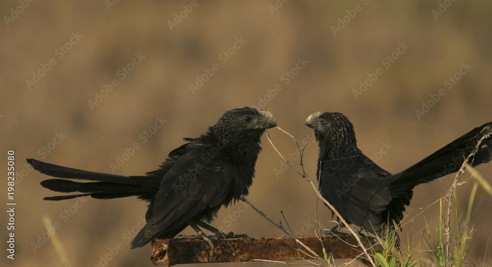 Fototapeta premium Smooth-billed Ani Crotophaga sulcirostris birds in wetland Unare lagoon, Venezuela spotted on global big day