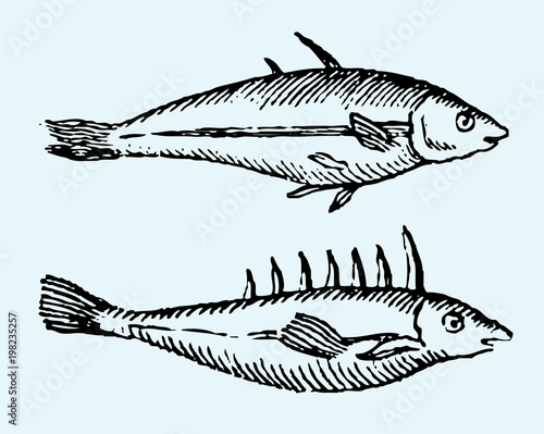 Two different sticklebacks in profile view (after a vintage woodcut, illustration, engraving from the 17th century)