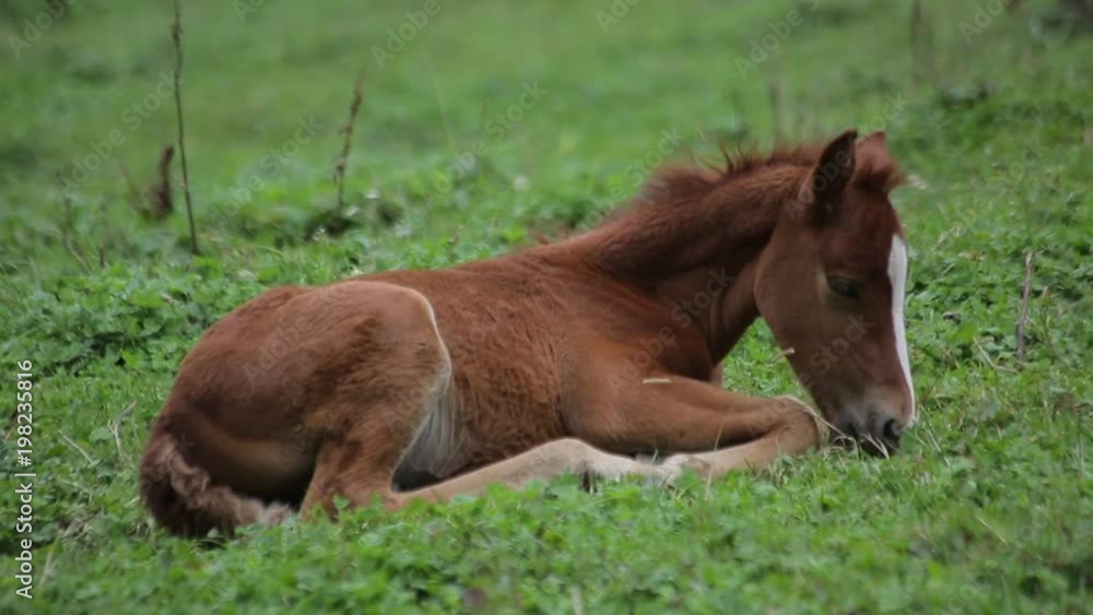 Foal Lying On The Grass Close Up. Little Foal Grazing Foal Lying On The Grass Close Up. Little Foal Grazing