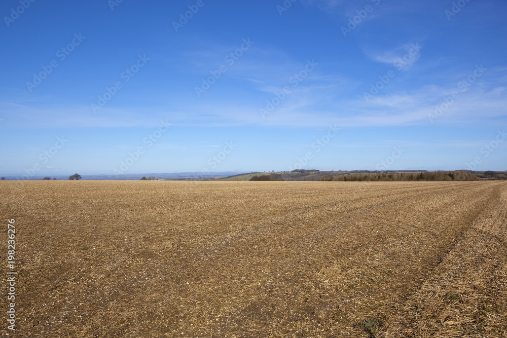 hilltop field with pine woodland