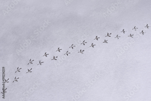 Traces of birds in the fresh snow.