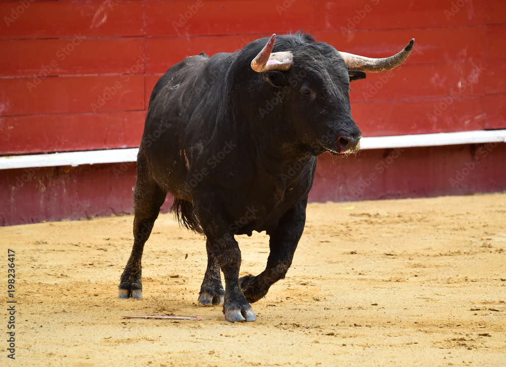 toro en españa toro en españa