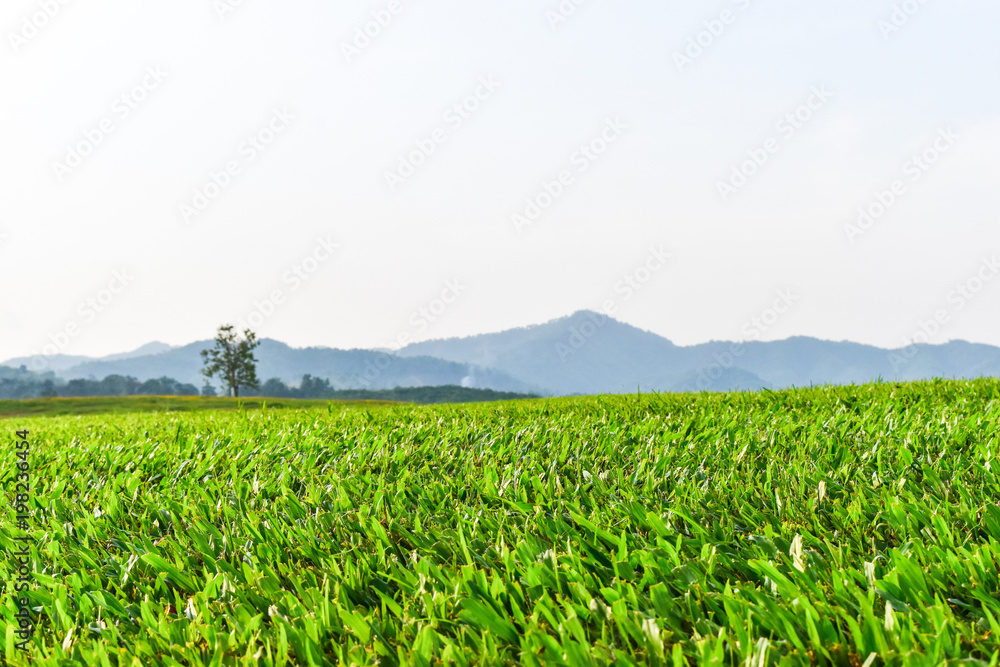 Lawn and mountains Lawn and mountains