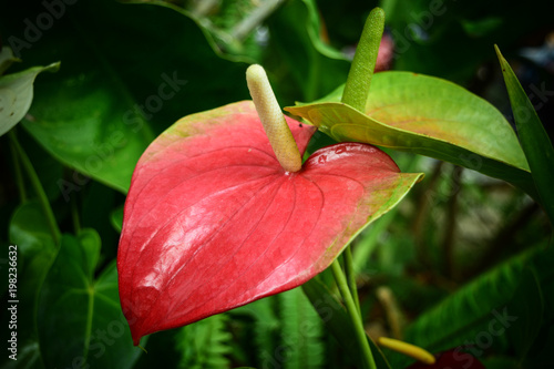 Tableau sur toile a tropical American plant often grown elsewhere for its ornamental foliage or br