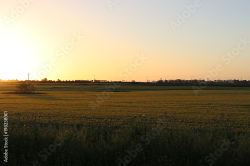 Sunset on green fields in Israel