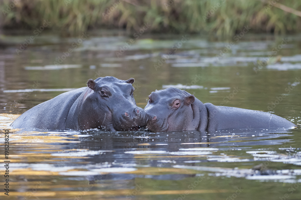 Hippopotamus on the surface , Kruger National Park , Africa Hippopotamus on the surface , Kruger National Park , Africa