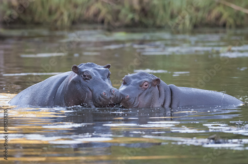 Hippopotamus on the surface   Kruger National Park   Africa