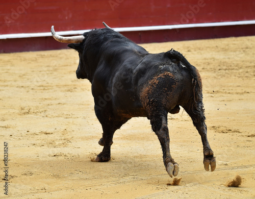 toro en españa