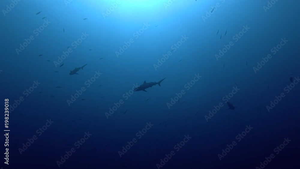 Group of Grey reef sharks swim in the blue ocean
Group of Grey reef sharks swim in the blue ocean