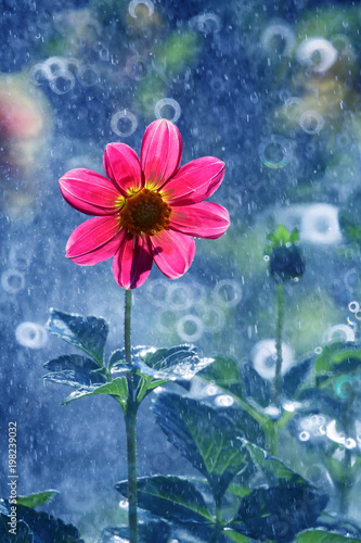 Fototapeta Naklejka Na Ścianę i Meble -  Dalia is a beautiful and colorful flower 