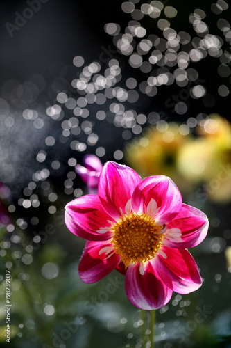 Fototapeta Naklejka Na Ścianę i Meble -  Dalia is a beautiful and colorful flower 