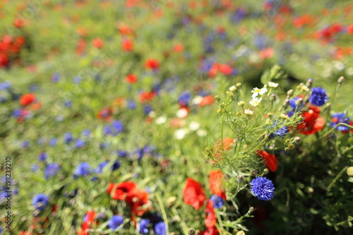 Wild flower meadow with poppies and Cornflowers photo