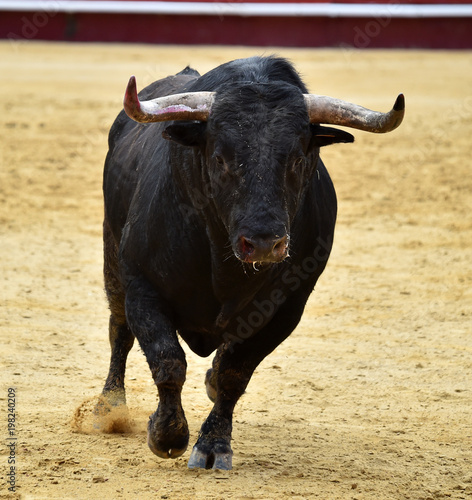 corrida de toros en españa