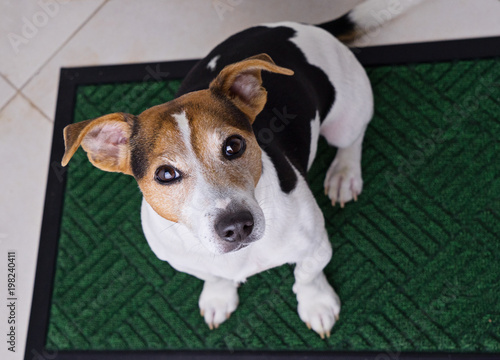 Fotografie Top view of adorable dog jack russell terrier sits on green door mat and looking at camera