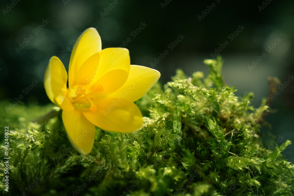 Fototapeta premium Wunderschöne Blüte eines gelben Krokus im Frühling auf Moos im Sonnenlicht