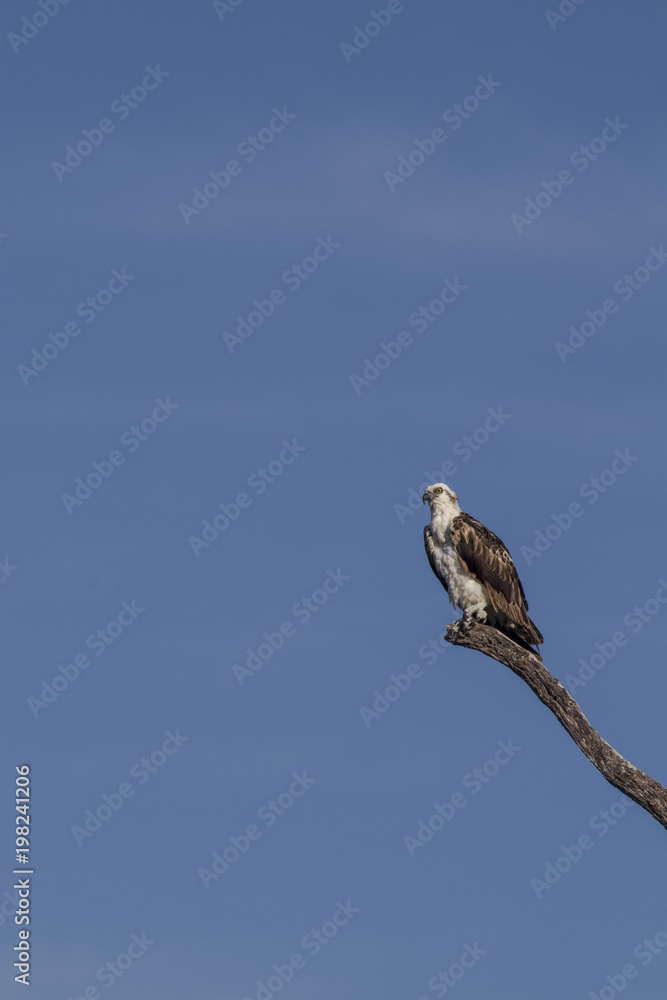 Osprey perched on tree. ready to hunt breakfast looks attentively down at the river with blue sky as background. also known as sea hawk or river hawk or fish hawk. beautiful bird of prey . Osprey perched on tree. ready to hunt breakfast looks attentively down at the river with blue sky as background. also known as sea hawk or river hawk or fish hawk. beautiful bird of prey .