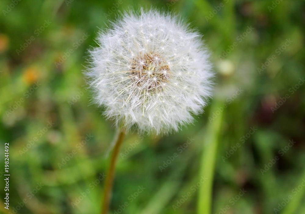 Fluffy white dandelion flower, close-up against a background of green grass.