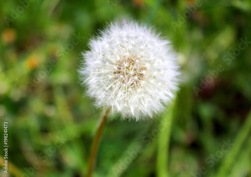 Fluffy white dandelion flower  close-up against a background of green grass.