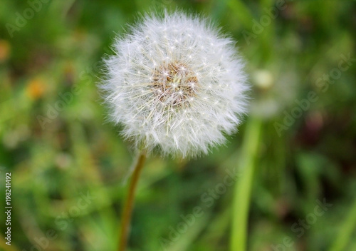 Fluffy white dandelion flower  close-up against a background of green grass.