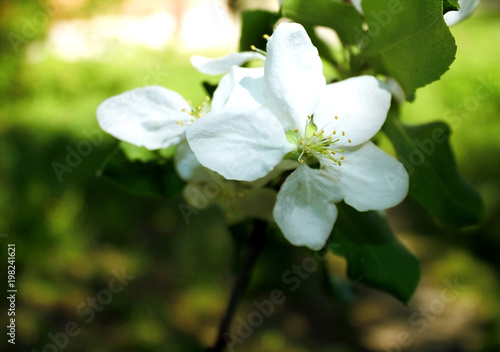 Apple blossom. A beautiful apple blossom grows on a tree branch.