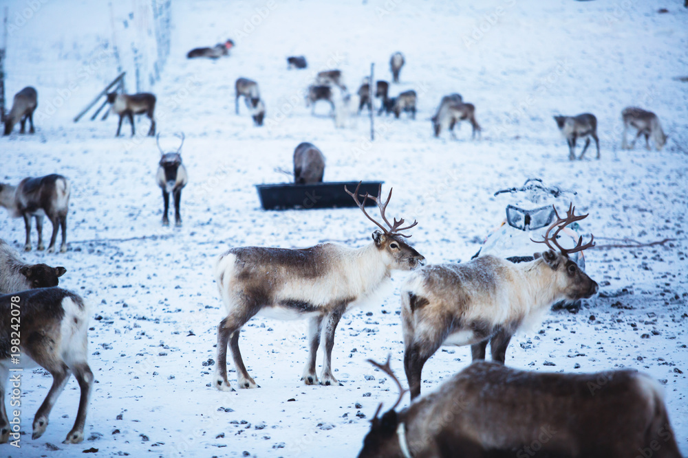 Group herd of caribou reindeers pasturing in snowy landscape, Northern Sweden near Norway border, Lapland Group herd of caribou reindeers pasturing in snowy landscape, Northern Sweden near Norway border, Lapland