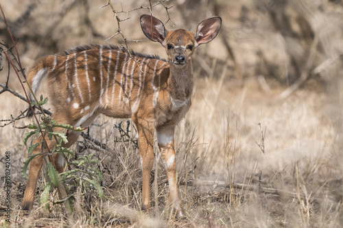 Nayala antelope calf