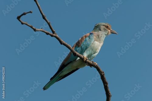 Bottom view of blue european roller bird, african blue sky