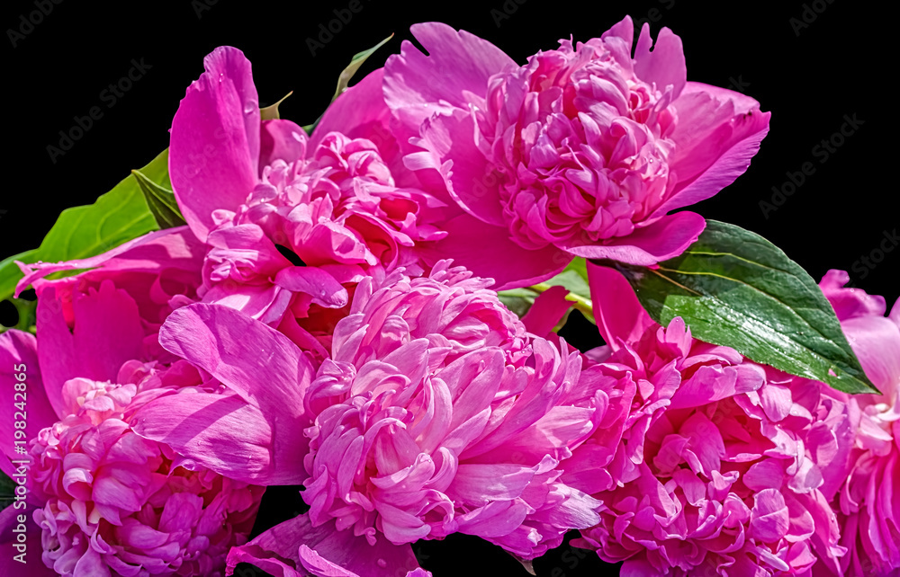 Obraz premium Bouquet of pink peonies on a black background