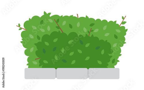 Green shrub fence on white background