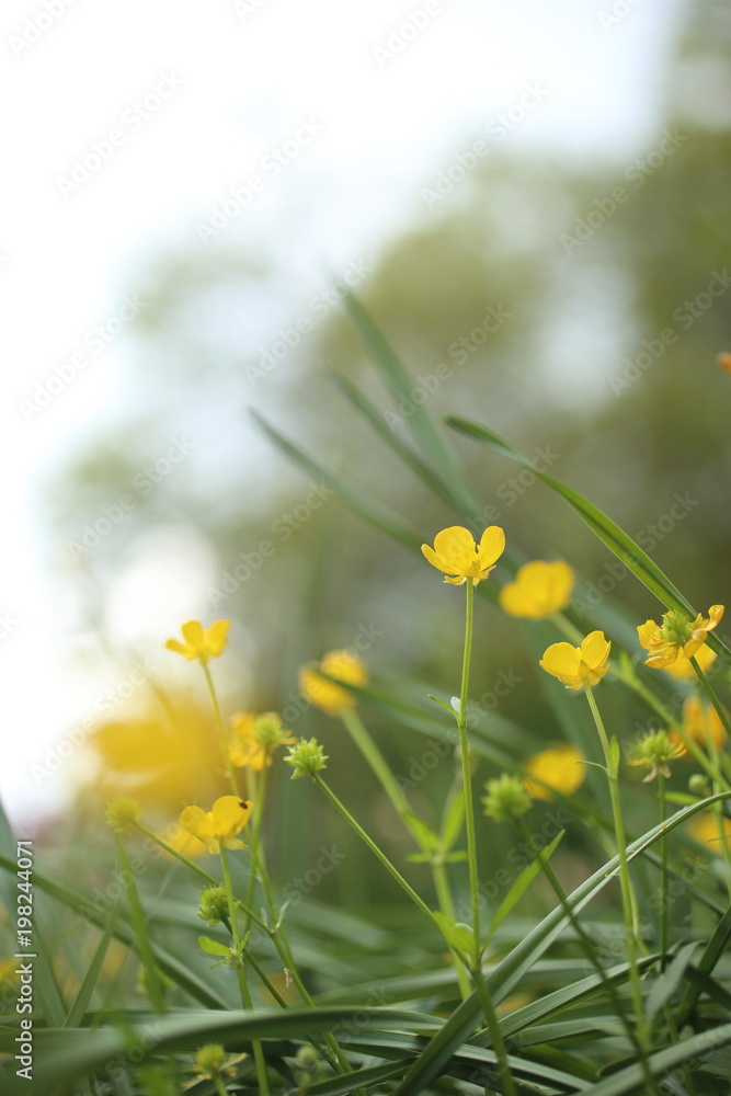 Buttercups in the nature