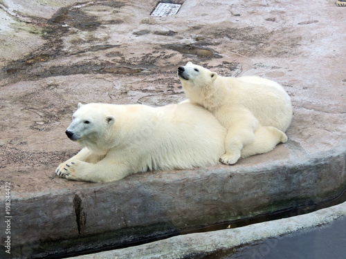 Polar bears