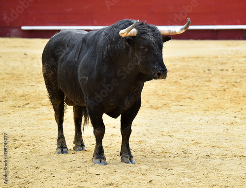 toro español