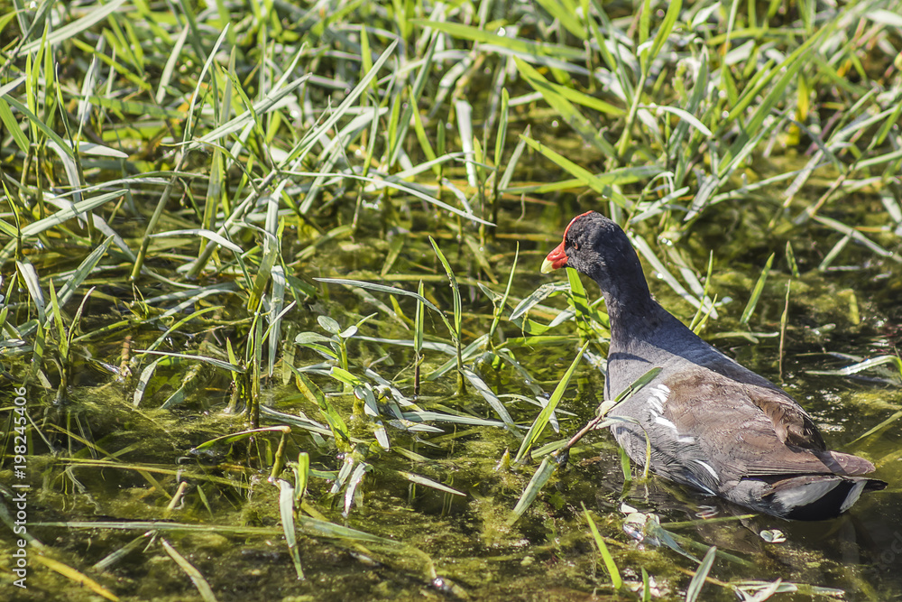 bird on grass bird on grass