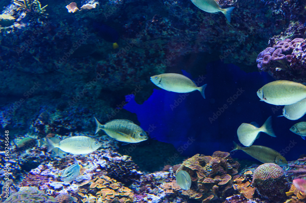 Fototapeta premium Fish in an aquarium on the red sea