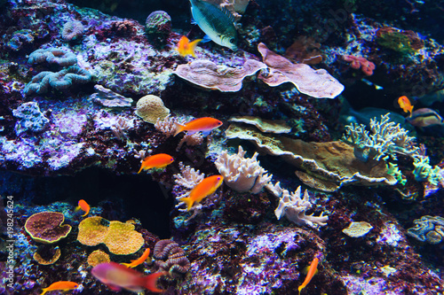 Fototapeta Naklejka Na Ścianę i Meble -  Fish in an aquarium on the red sea