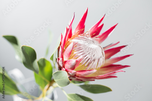 One large flower King Protea. Grows in South Africa. Gray background.