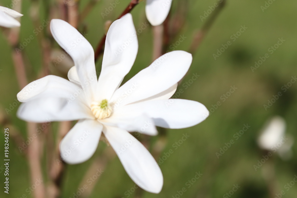 Magnolia Magnolia