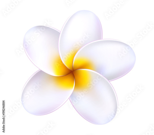 Vector 3d plumeria frangipani tropical flower