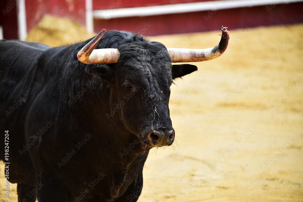 corrida de toros en españa corrida de toros en españa