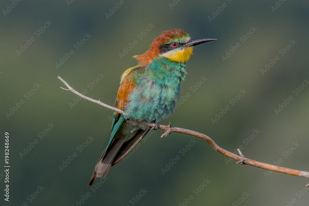 Fototapeta premium bird, bee-eater, animal, nature