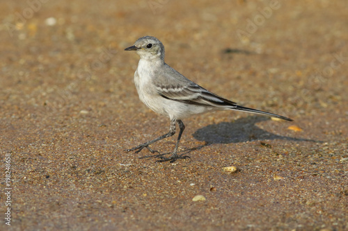 white wagtail, wagtail, bird, nature