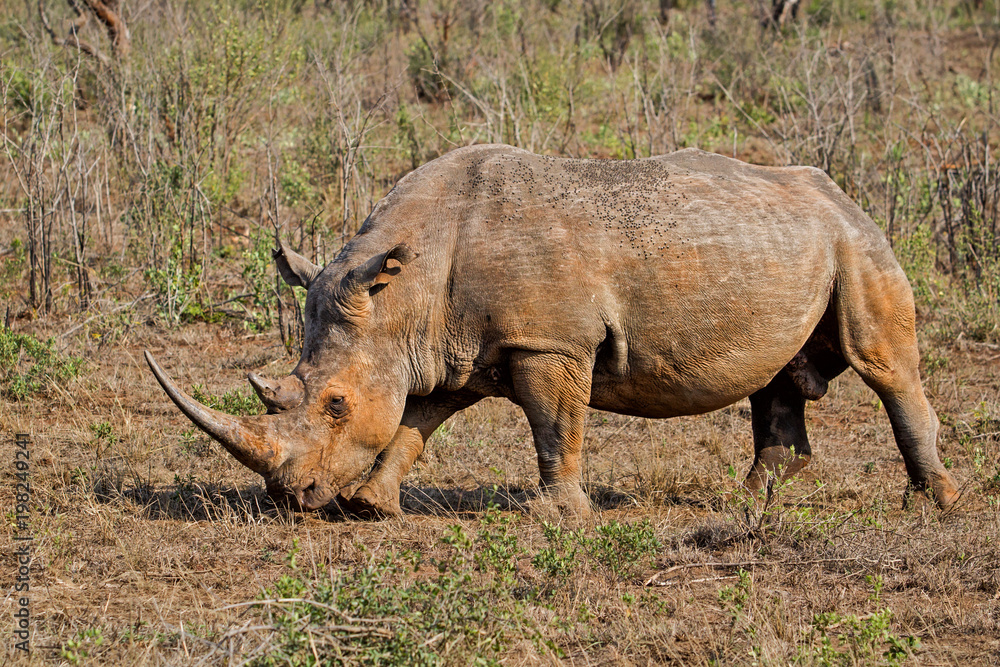 Fototapeta premium White rhino bull in Hluhluwe National Park